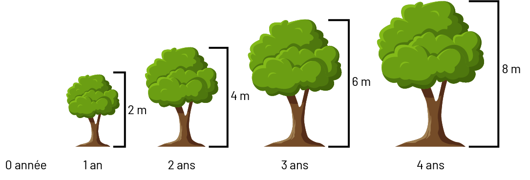 Modèles d’arbre dont la croissance va de zéro année à 4 ans. À un an, l’arbre mesure 2 mètres. À 2 ans, l’arbre mesure 4 mètres. À 3 ans, l’arbre mesure 6 mètres. À 4 ans, l’arbre mesure 8 mètres.