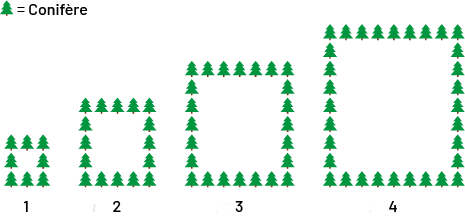 Suite non numérique à motifs croissants. Rang un : 8 sapins qui forment un carré. Rang 2 : 16 sapins qui forment le contour d’un carré. Rang 3 : 24 sapins qui forment le contour d’un carré. Rang 4 : 32 sapins qui forment le contour d’un carré.