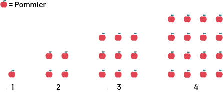 Suite non numérique à motifs croissants. Rang un : un pommier. Rang 2 : 4 pommiers placés en carré. Rang 3 : 9 pommiers placés en carré de 3 rangées de 3 pommiers. Rang 4 : 16 pommiers placés en carré de 4 rangées de 4 pommiers.