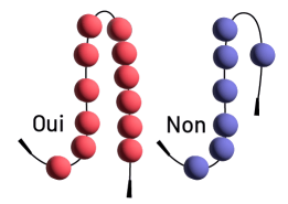 Deux lacets : un portant l’étiquette Oui, où sont enfilées 12 perles rouges et l’autre portant l’étiquette Non, où sont enfilées 7 perles bleues.