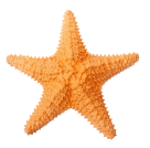 Une étoile de mer.