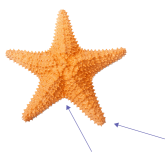 A starfish. There is an arrow pointing at a small angle, at the end of one of the limbs. A second arrow points at a large angle between its limbs.